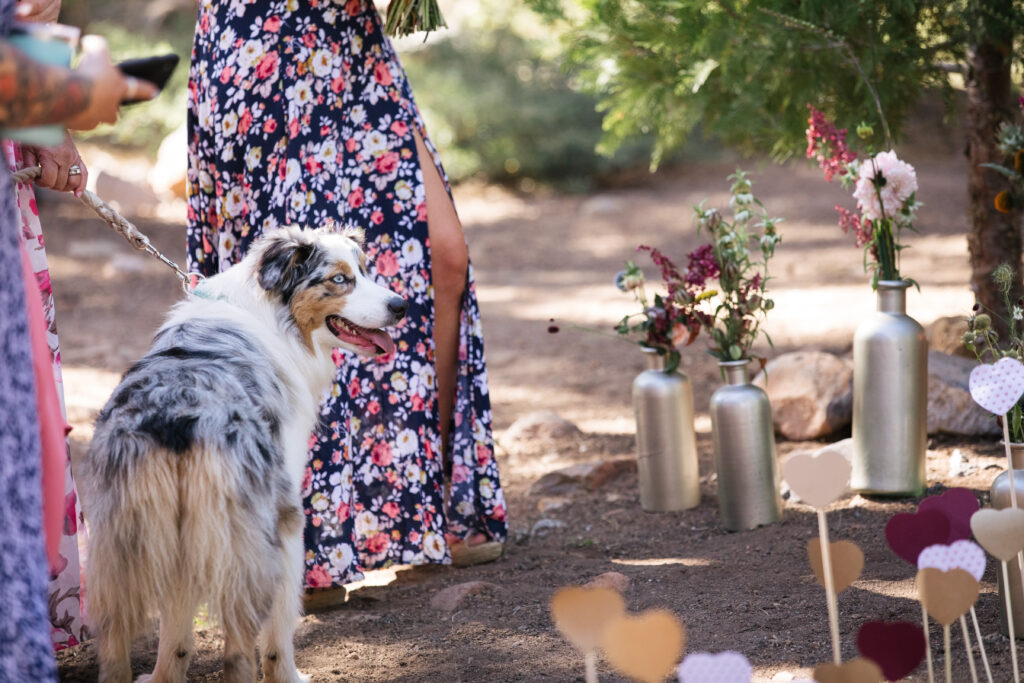 Australian shepherd standing in front of a woman in a floral dress next to gold painted vases with wildflowers and wooden hearts on stakes.